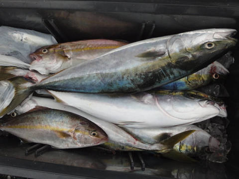 ネイリ の釣果 14年9月22日 ちさと丸 高知 赤岡漁港 釣り船予約 釣割