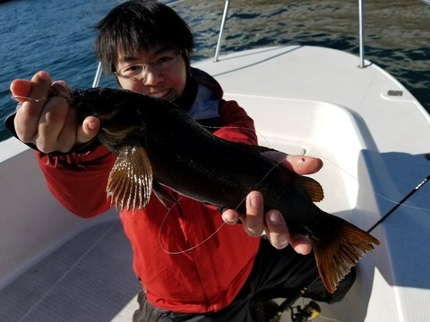 アイナメ41cm の釣果 18年1月7日 Seakuro 神奈川 Dマリーナ 釣り船予約 釣割