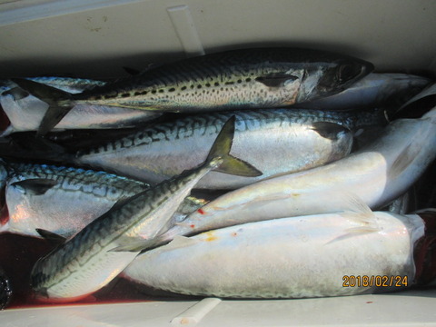 サバ の釣果 18年2月24日 長作丸 千葉 太海港 釣り船予約 釣割