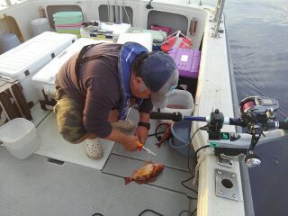 ハチメ の釣果 18年7月3日 海坊主 富山 釣割