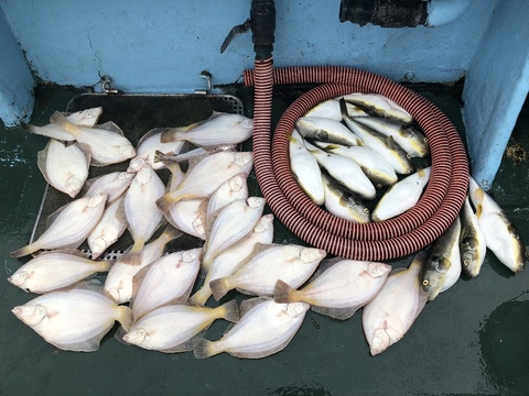 ヒラメ の釣果 18年7月22日 克恵丸 北海道 釣割