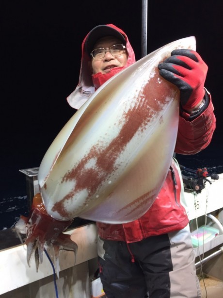 タルイカ60cm 9匹 の釣果 18年11月13日 泰丸 福井 釣割