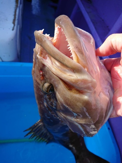 モロコ5 00kg の釣果 18年11月21日 勝利丸 静岡 釣割