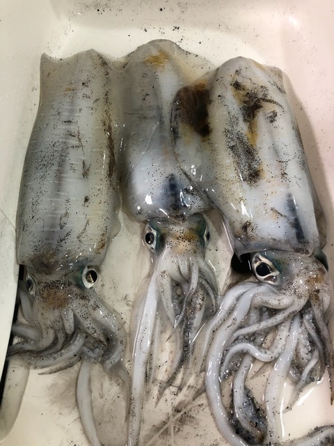 アオリイカ1 70kg 11匹 の釣果 19年3月3日 野毛屋釣船店 神奈川 釣割