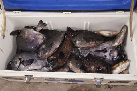 クロ の釣果 2019年6月14日 あじか磯釣りセンター 長崎 男女群島