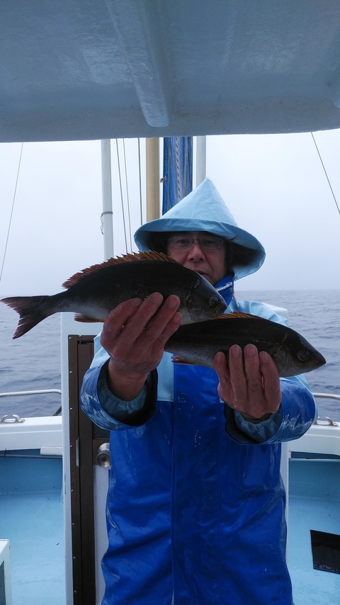 イサキ35cm 7匹 の釣果 19年6月29日 山川丸 静岡 宇佐美港 釣割