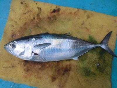 ヨコワ の釣果 19年8月22日 供進丸 和歌山 美浜港 釣り船予約 釣割