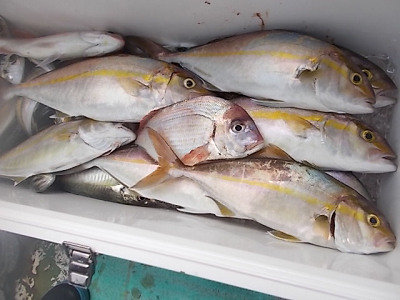 ネイリ の釣果 19年8月29日 ちさと丸 高知 赤岡漁港 釣り船予約 釣割