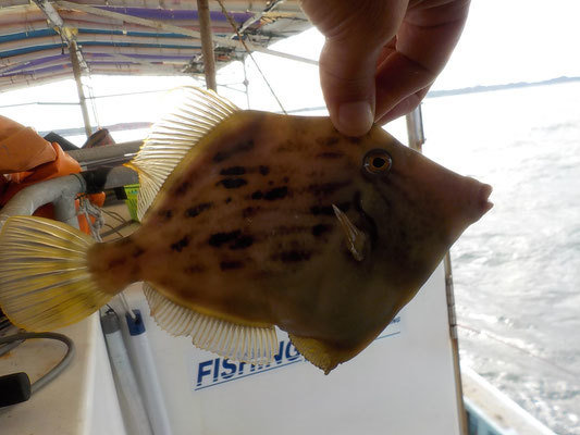 カワハギ の釣果 19年10月19日 さくら丸 愛知 常滑港 釣り船予約 釣割