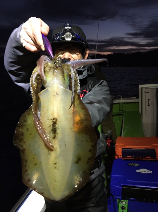 アオリイカ1 kg 5匹 の釣果 年1月12日 宝生丸 千葉 勝山漁港 釣り船予約 釣割