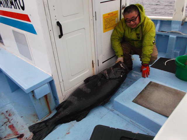 アブラボウズ40 00kg 1匹 の釣果 年1月23日 千鯛丸 千葉 千倉港 釣り船予約 釣割