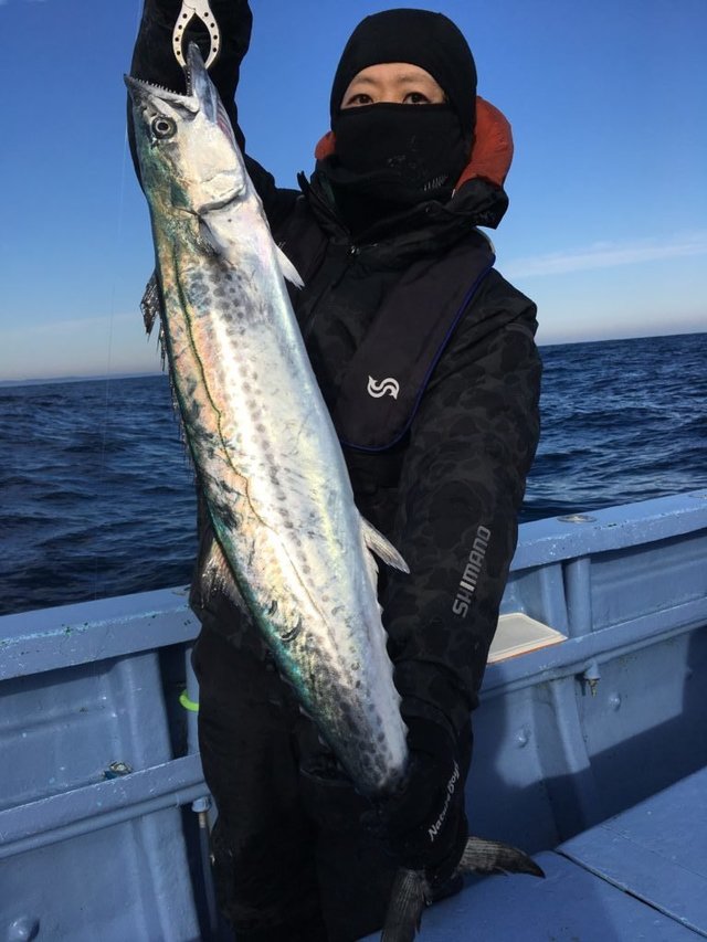 サワラ の釣果 年2月5日 松鶴丸 千葉 大原港 釣り船予約 釣割