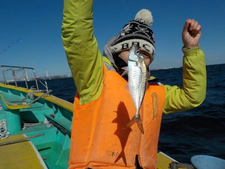 アジ28cm 41匹 の釣果 年2月9日 打木屋釣船店 神奈川 横浜新山下港 釣り船予約 釣割