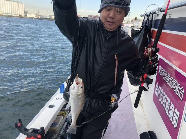 イシモチ33cm 93匹 の釣果 年2月12日 金沢八景 黒川丸 神奈川 金沢八景平潟 釣り船予約 釣割