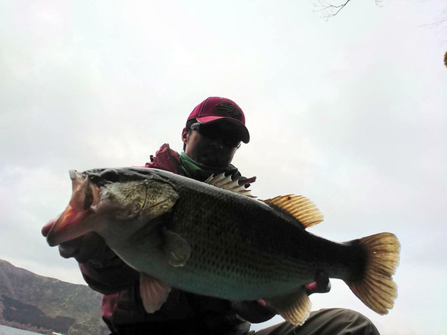 バス50cm 7匹 の釣果 年3月7日 芦ノ湖フィッシングセンター おおば 神奈川 芦ノ湖 釣割