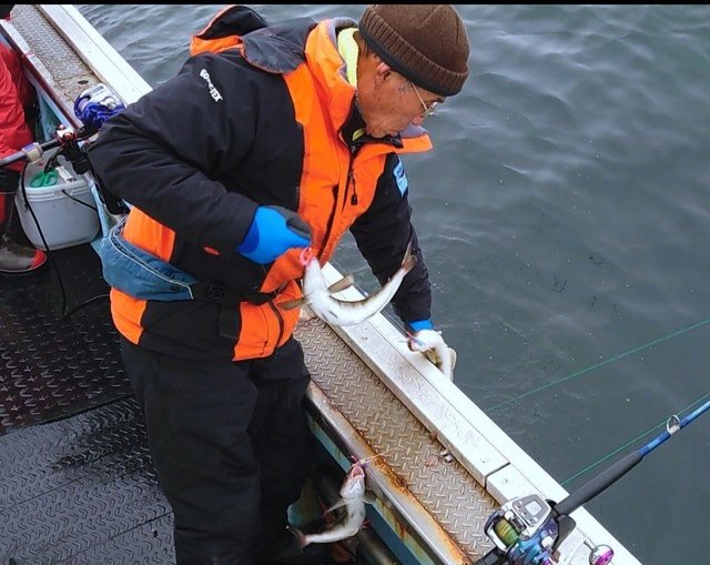 ホッケ の釣果 年4月27日 第新生丸 北海道 釣割