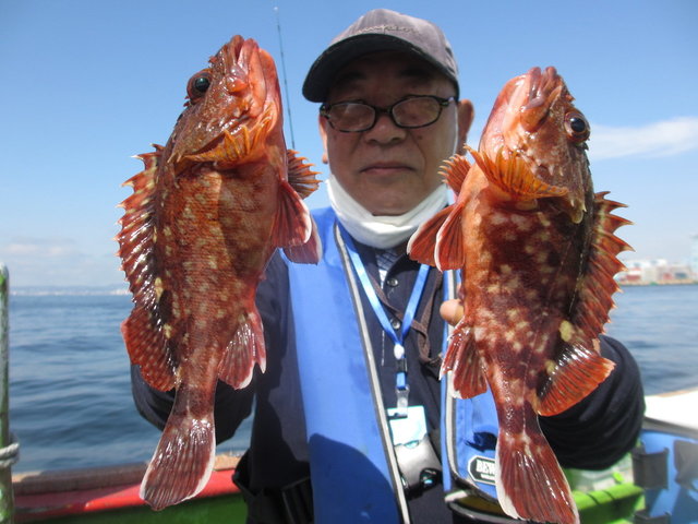 カサゴ26cm 68匹 の釣果 年5月17日 新健丸 神奈川 釣割