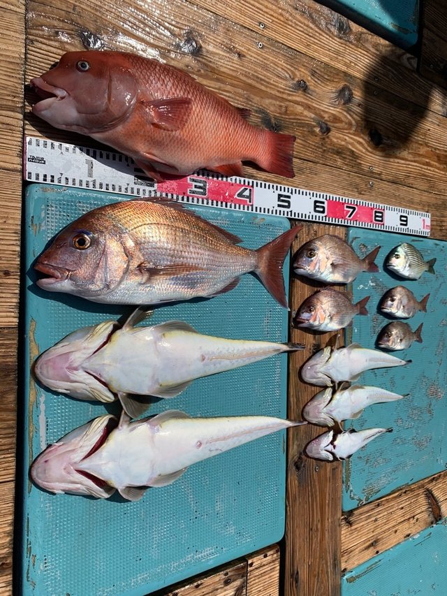 マダイ50cm の釣果 年5月24日 海王丸 愛知 片名漁港 釣り船予約 釣割