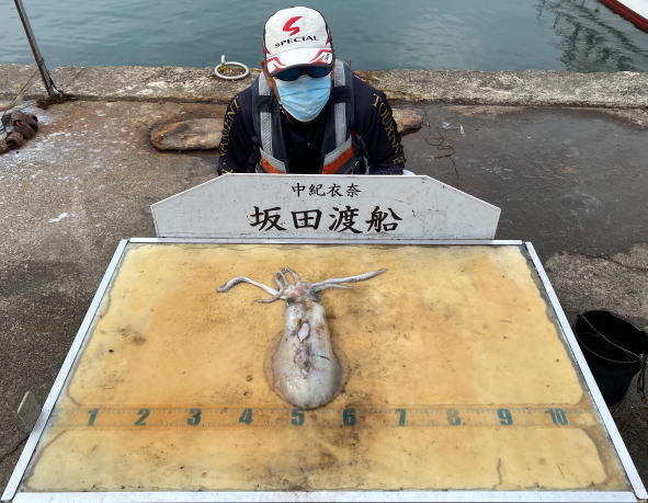 アオリイカ1 10kg 1匹 の釣果 年5月27日 坂田渡船 和歌山 釣割