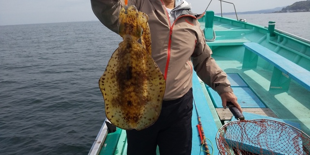 アオリイカ1 50kg 3匹 の釣果 2020年5月28日 彦次郎丸 千葉 上総湊港 釣り船予約 釣割