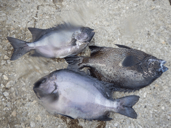 イシガキダイ の釣果 年5月29日 はいや丸 熊本 牛深港 釣割