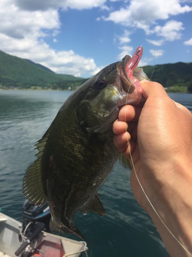 スモール30cm 1匹 の釣果 2020年5月29日 木崎湖モダンボート 長野 木崎湖 釣割