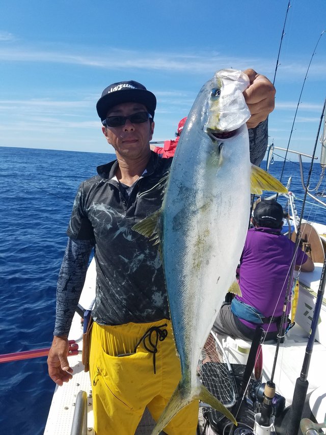 ヒラマサ70cm 13匹 の釣果 年6月17日 つれ鷹丸 福井 福井新港 釣り船予約 釣割