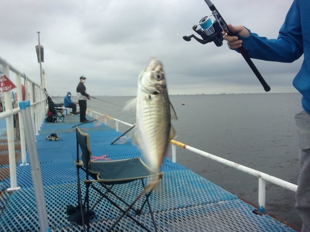 タコ0 30kg 12匹 の釣果 年6月21日 オリジナルメーカー海づり公園 千葉 千葉港 釣割