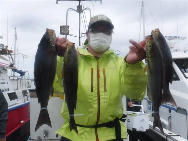 イサキ の釣果 年6月28日 としかず釣船 愛知 田尻港 釣り船予約 釣割