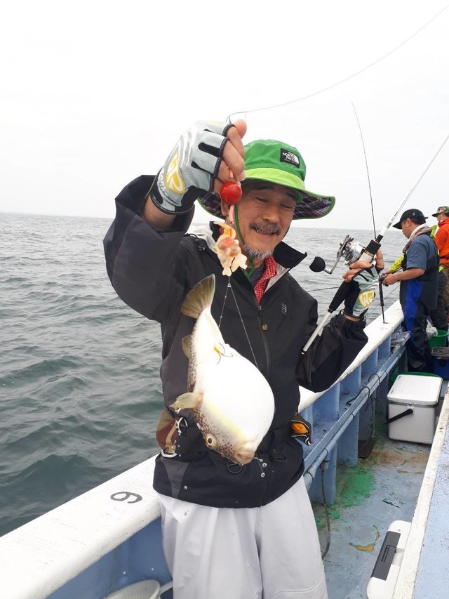 ショウサイフグ45cm 11匹 の釣果 年6月30日 不動丸 茨城 鹿嶋旧港 釣り船予約 釣割