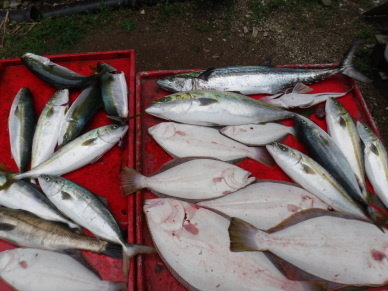 ブリ の釣果 年7月1日 奥村釣船 愛知 師崎漁港 釣割