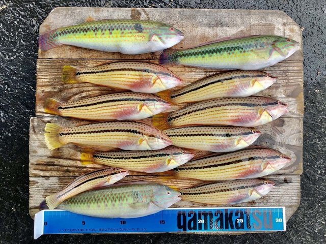 ベラ22cm の釣果 年7月3日 福岡市海づり公園 福岡 その他 釣割