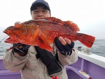 カサゴ43cm 6匹 の釣果 年7月28日 しまや丸 千葉 乙浜港 釣割