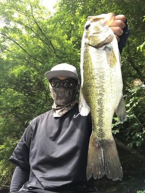 ブラックバス45cm 15匹 の釣果 年8月10日 Fコテージつばきもと 千葉 釣割