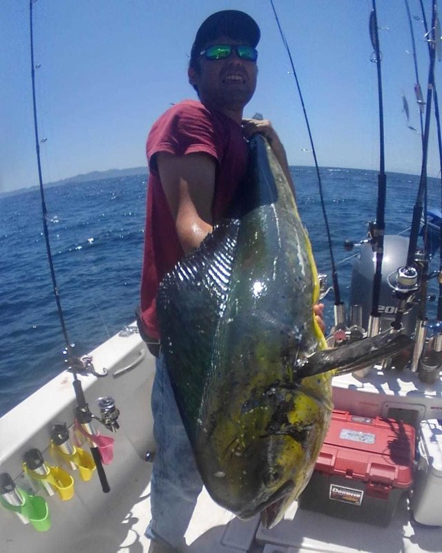 シイラ135cm 1匹 の釣果 年8月12日 Sea Frog 東京 釣割