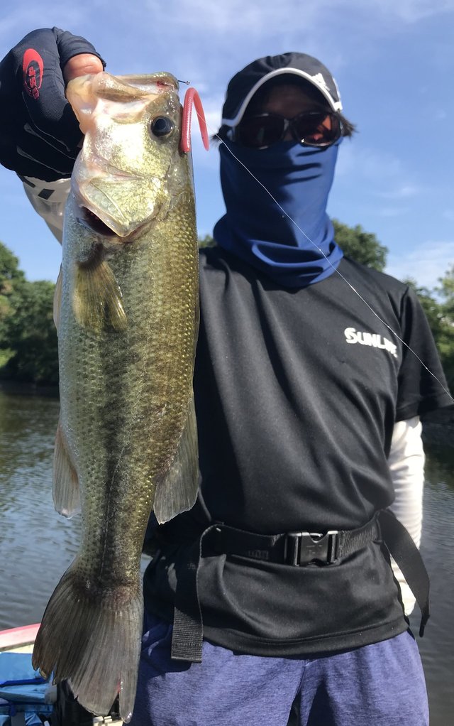 ブラックバス47cm 17匹 の釣果 年8月16日 Fコテージつばきもと 千葉 釣割