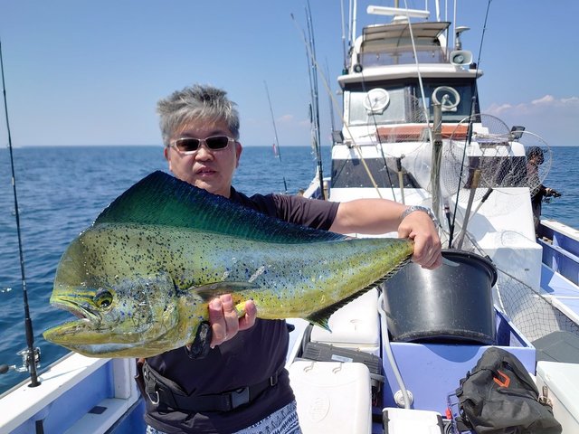 シイラ100cm 2匹 の釣果 年8月24日 丸伊丸 神奈川 釣割