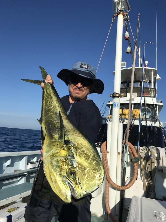 シイラ1cm 16匹 の釣果 年9月5日 勘七丸 静岡 釣割