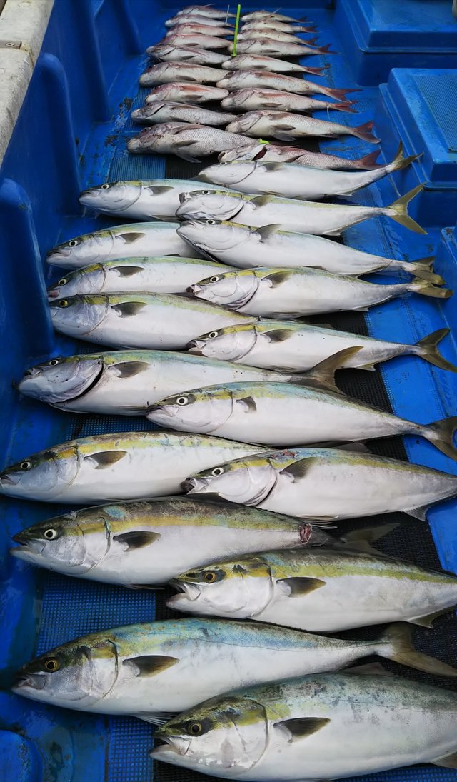 メジロ68cm 40匹 の釣果 年9月19日 勝丸 和歌山 市堀川沿い 釣り船予約 釣割