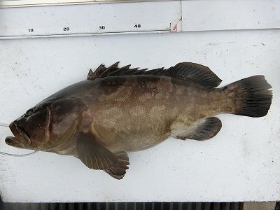 クエ80cm 1匹 の釣果 年9月22日 上野渡船 和歌山 大引港 釣割