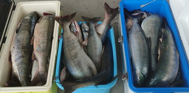 サケ 35匹 の釣果 年9月24日 第新生丸 北海道 釣割