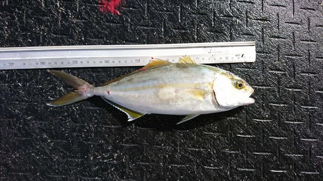 ネリゴ の釣果 年9月25日 福岡市海づり公園 福岡 その他 釣割