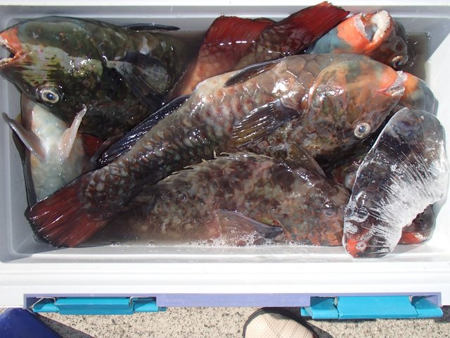 イガミ37cm 23匹 の釣果 2020年9月28日 小川渡船 和歌山 出雲港 釣割