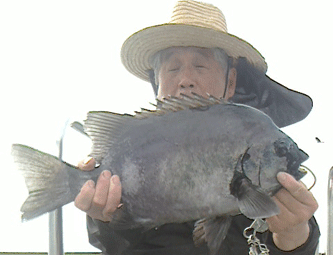 イシダイ の釣果 年10月11日 はいや丸 熊本 牛深港 釣割