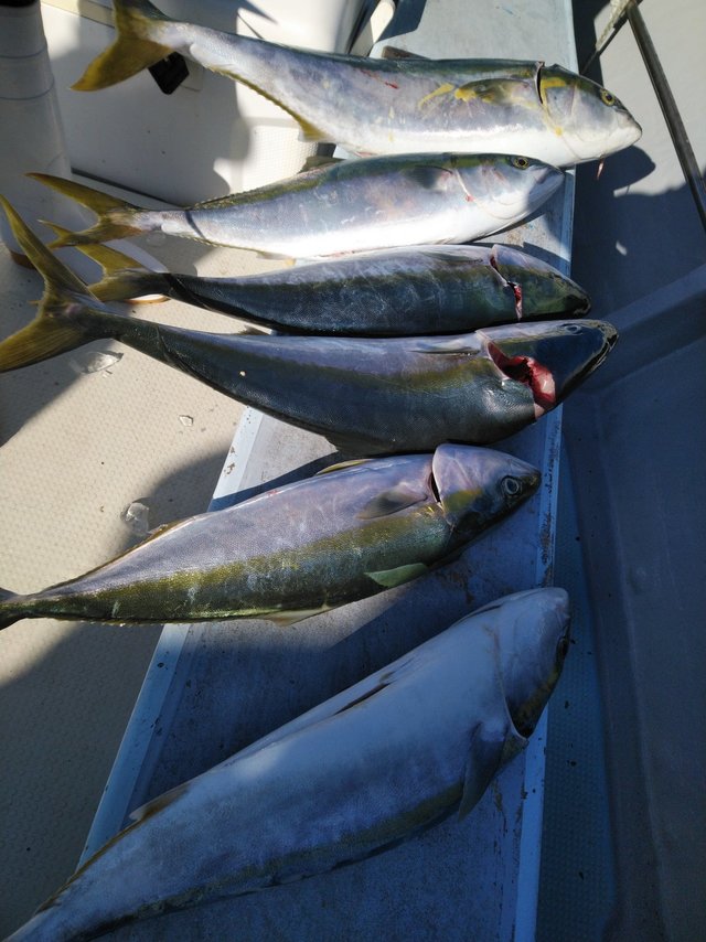 ワラサcm 6匹 の釣果 年10月26日 岡安丸 愛知 神島 釣割