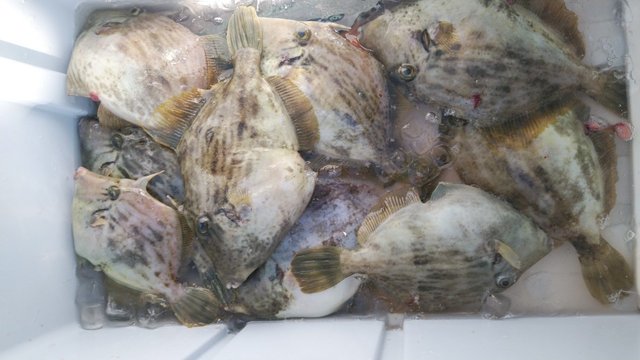 カワハギ27cm 15匹 の釣果 年11月5日 幸洋丸 静岡 熱海港 釣り船予約 釣割