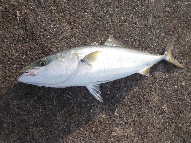 メジロ65cm 2匹 の釣果 年11月16日 鳴尾浜臨海公園海づり広場 兵庫 その他 釣割