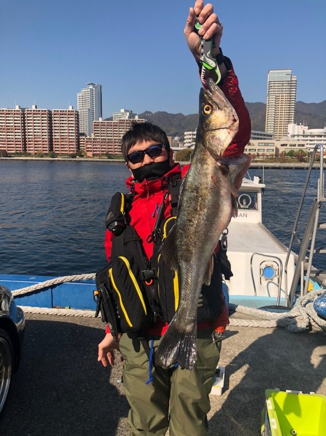 シーバス80cm の釣果 年11月17日 神戸渡船 兵庫 神戸港 釣割