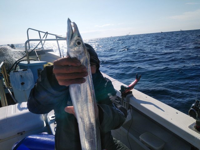 タチウオ 34匹 の釣果 年11月25日 岡安丸 愛知 神島 釣割