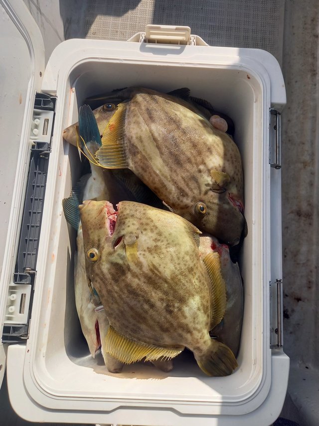 ウマヅラ40cm 30匹 の釣果 年12月6日 隆高丸 広島 丹那漁港 釣割